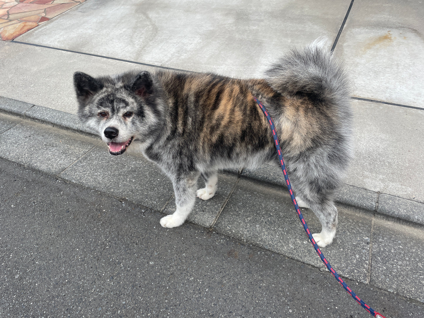 甘口犬助け酒 横笛 アマイーヌ 300ml